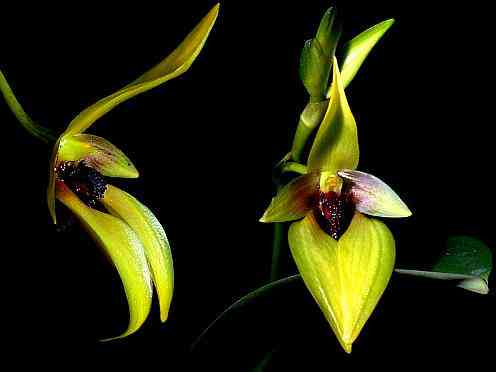 Bulbophyllum carunculatum